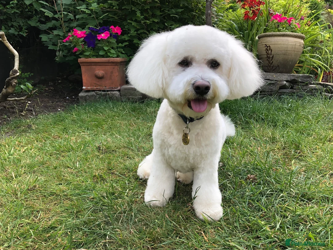Bichon Frise dogs for stud: Pure Bichon Friese in Bargoed - Advert 4