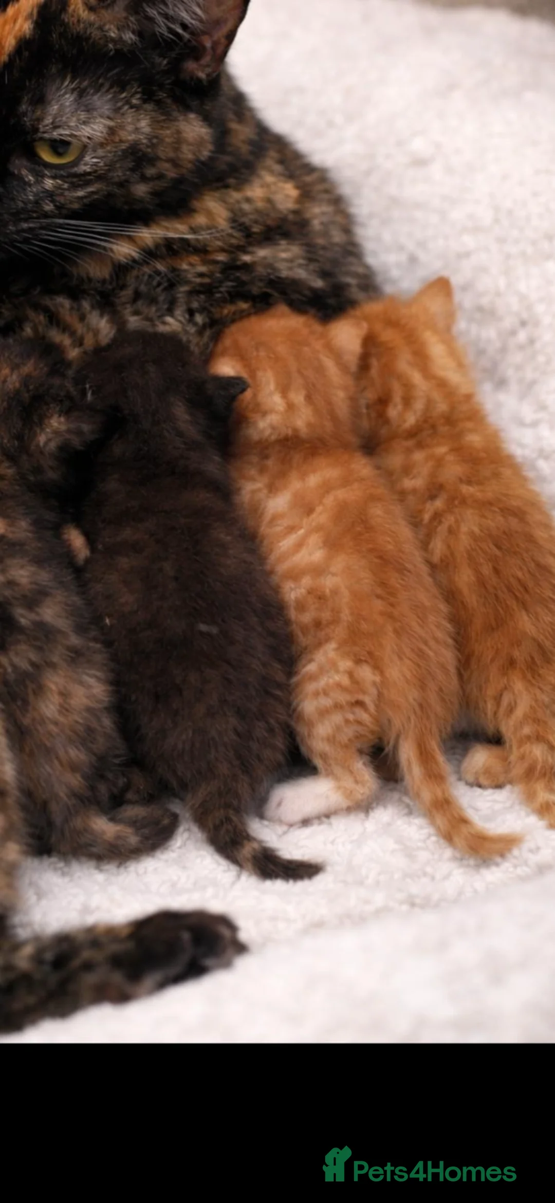 Mixed Breed cats for sale: Four mixed breed kittens - Advert 1