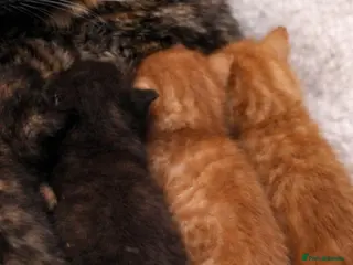 Mixed Breed cats Four mixed breed kittens - Advert 1