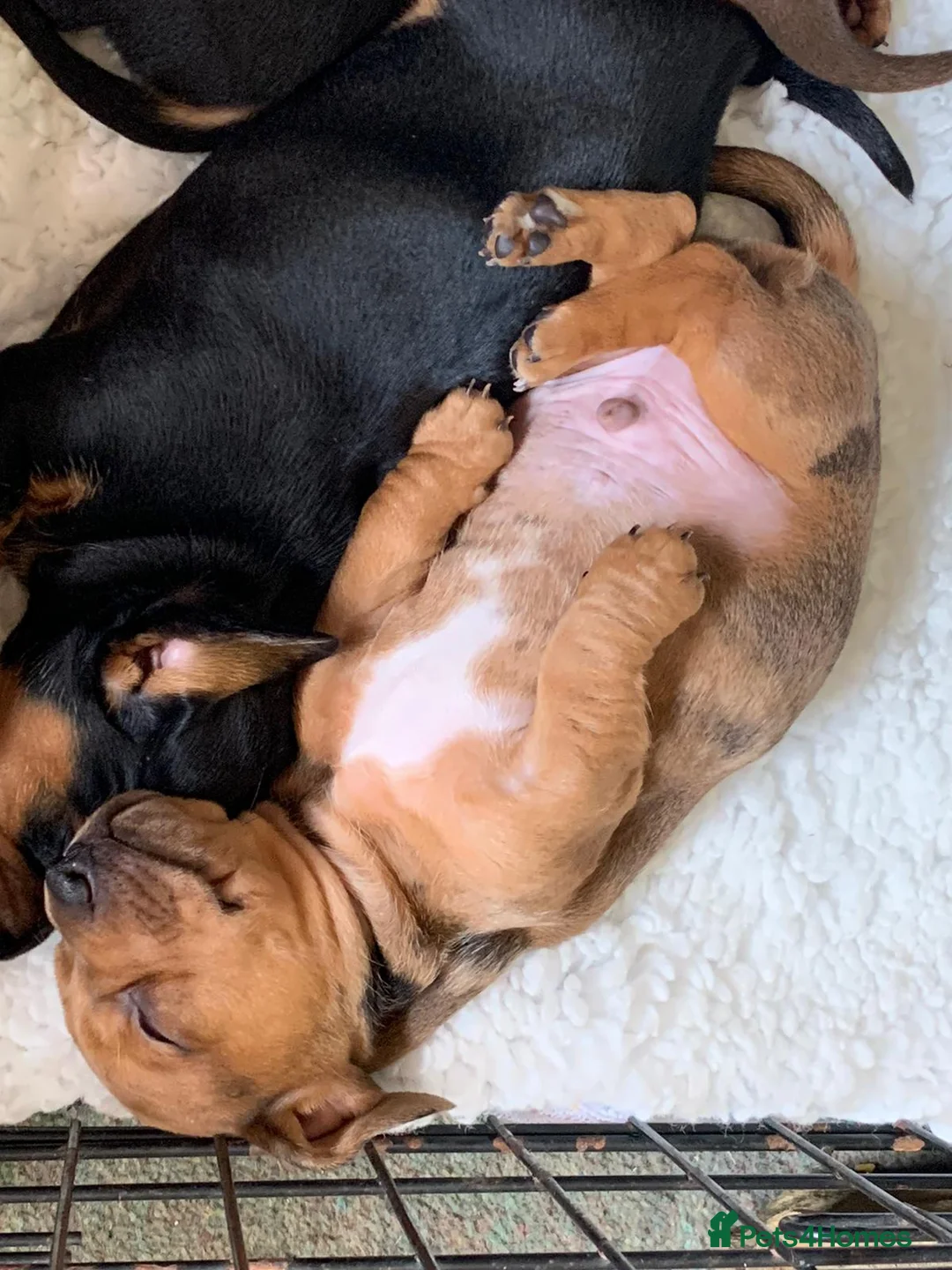 Miniature Dachshund dogs for stud: KC Reg Red Dapple Miniature Daschund Stud in Sheffield - Advert 19