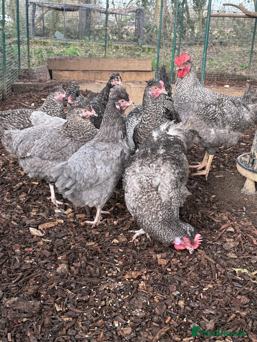 Chickens poultry for sale: Olive Egger Breeding Trios  - Advert 4