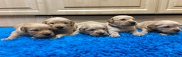 Golden Retriever dogs for sale: Gorgeous KC registered golden retriever puppies - Advert 4