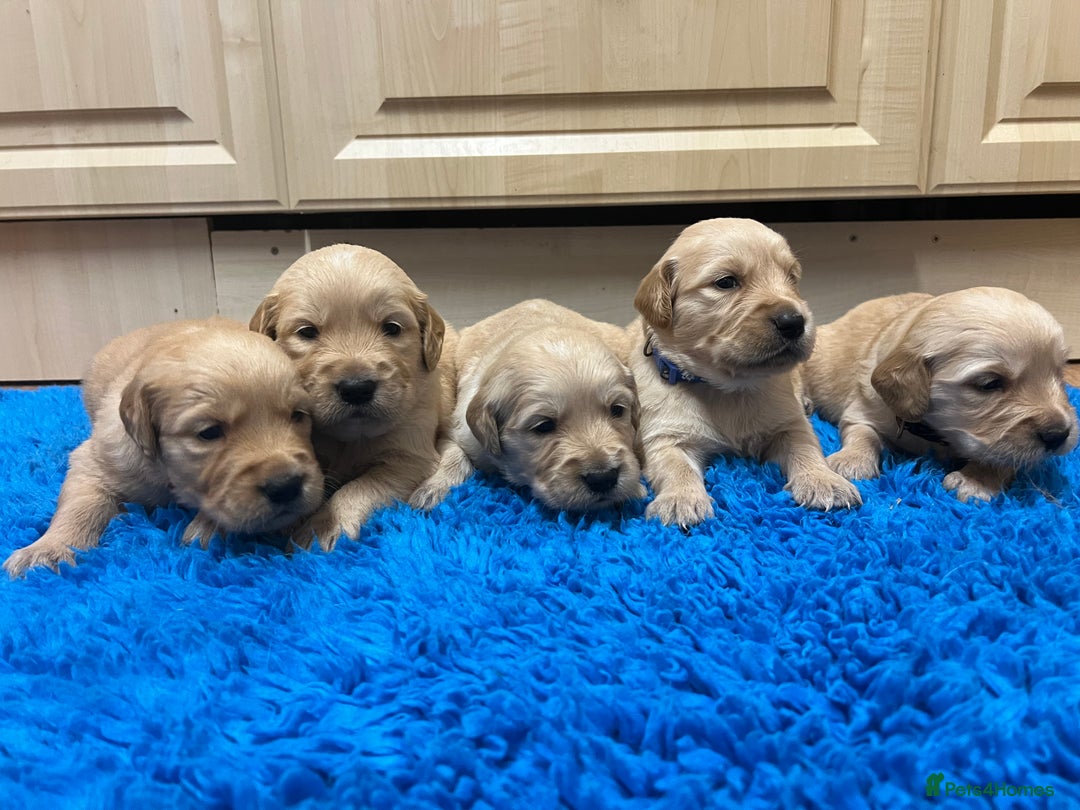 Golden Retriever dogs for sale: Gorgeous KC registered golden retriever puppies - Advert 4