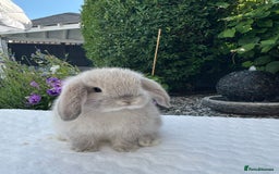 Mini Lop rabbits for sale: Stunning Pure Bred Mini Lop Boys - Image 2