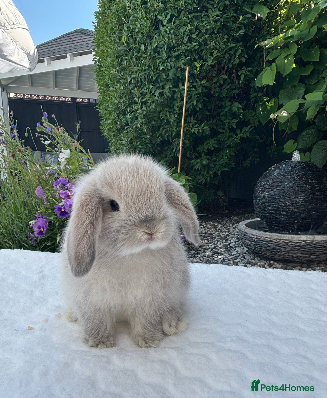 Mini Lop rabbits for sale: Stunning Pure Bred Mini Lop Boys - Image 2