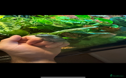 Gecko reptiles for sale: Snowflake whites tree frog pair  - Image 1