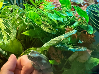 Gecko reptiles - Advert 12