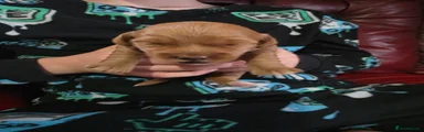 Cockapoo 2