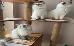 Ragdoll cats for sale: Ragdoll kittens from Moonliteyecats  - Image 7