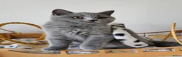 British Shorthair cats for sale: Stunning British Shorthair blue kittens NEUTERED - Advert 9