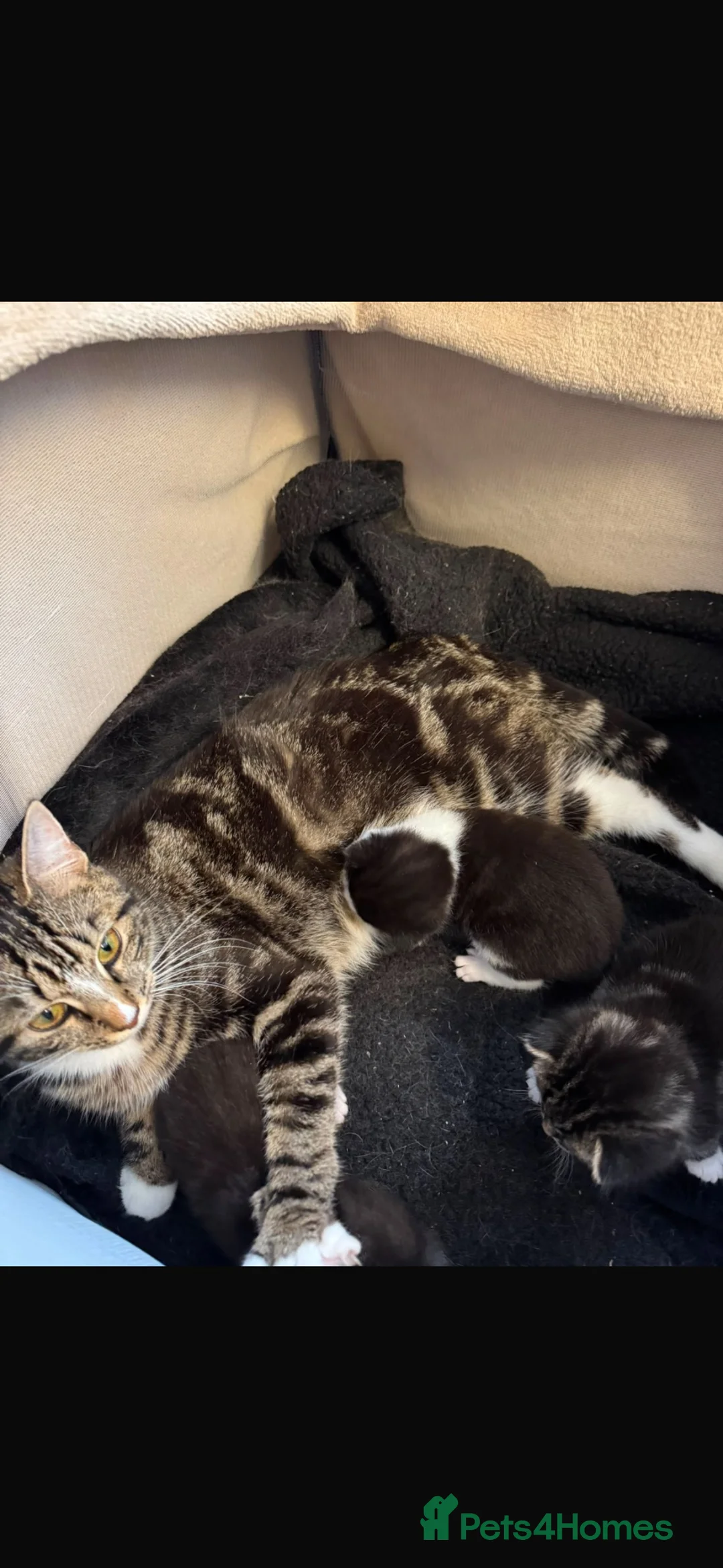 Mixed Breed cats for sale: Beautiful kittens  - Advert 2
