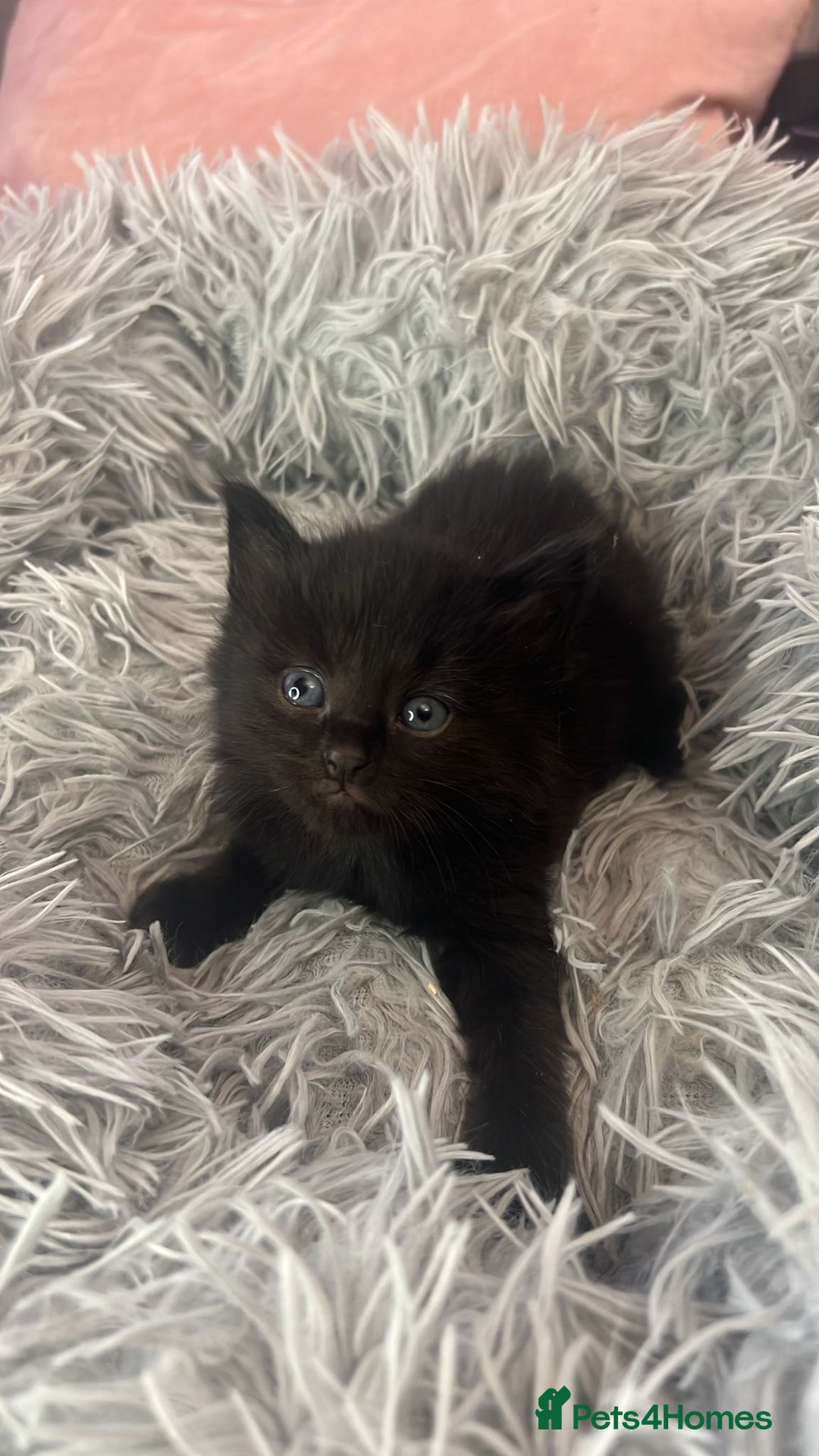Mixed Breed cats for sale: Fluffy kittens - Image 2