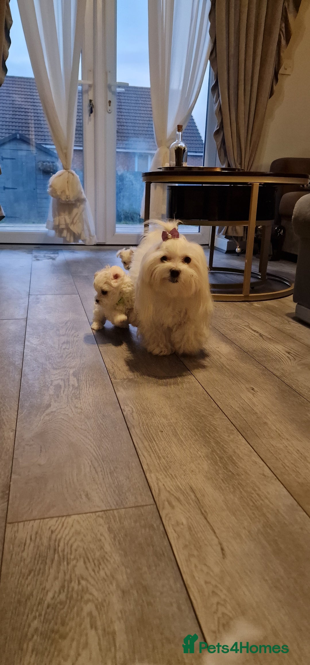 Maltese dogs for sale: 🐶🤍 Beautiful Maltese Girl Puppies 🤍🐶 - Advert 22