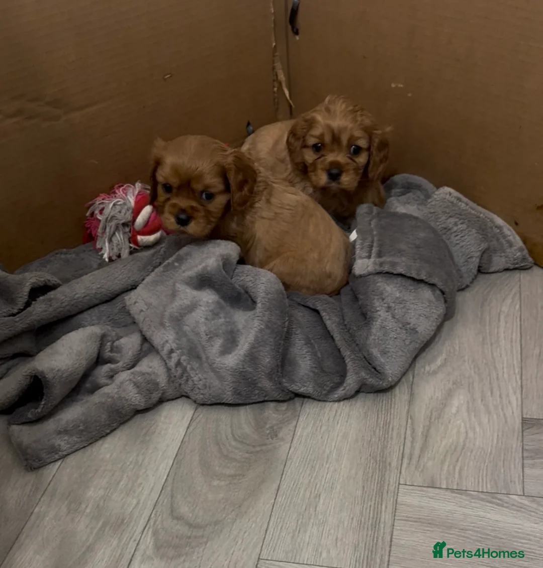 Cavalier King Charles Spaniel dogs for sale: Male King Charles Cavalier Puppies 🩵💙 - Advert 1