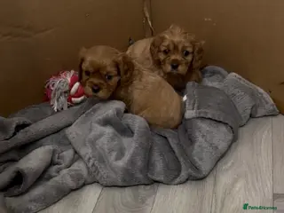 Cavalier King Charles Spaniel dogs Male King Charles Cavalier Puppies 🩵💙 - Advert 2