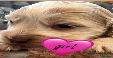Cocker Spaniel dogs - Advert 10