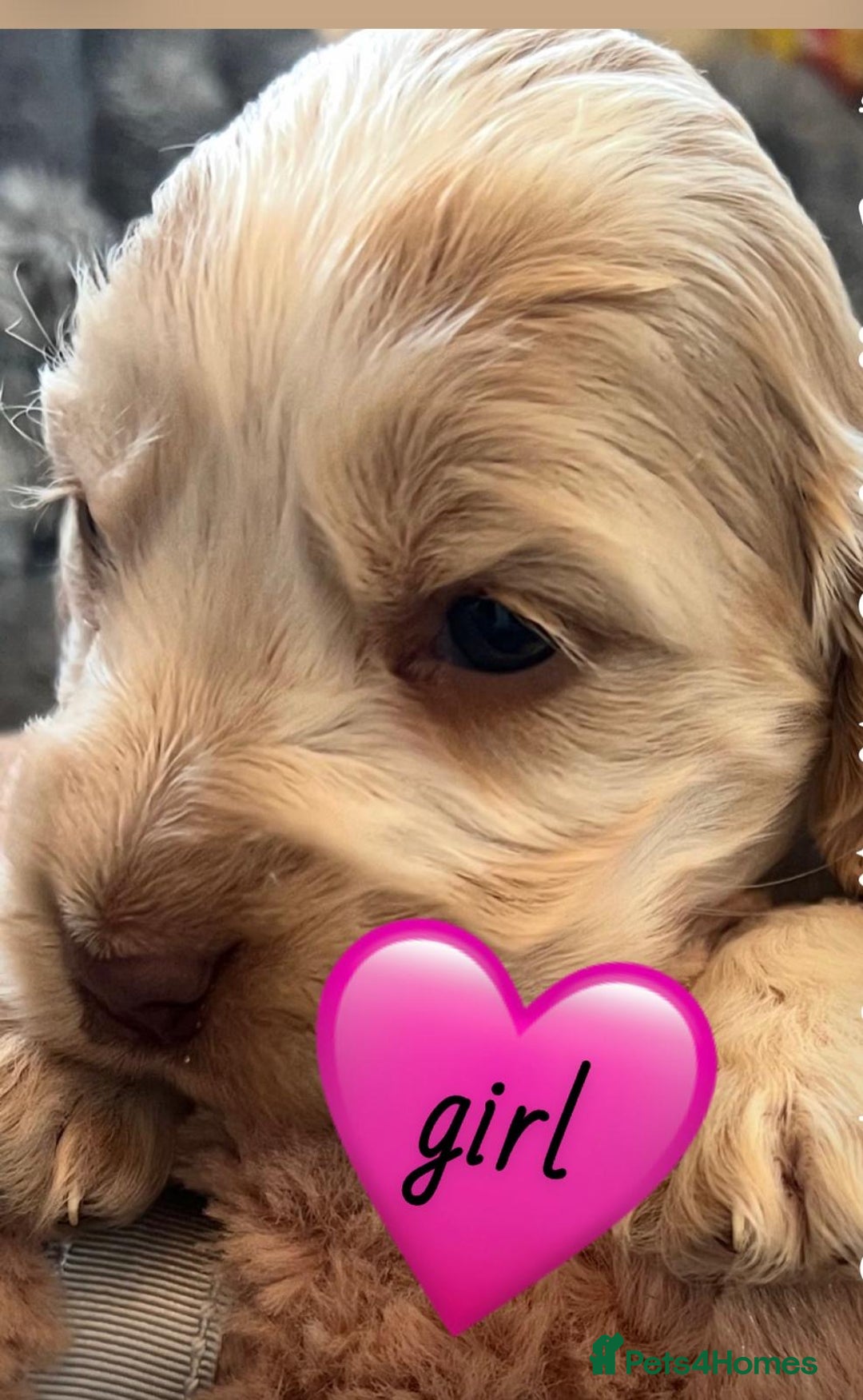 Cocker Spaniel dogs for sale: True show cocker spaniel pups  - Image 5