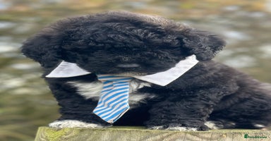 Mixed Breed dogs F1B SAINTBERNADOODLE FULL VET CHECKED ALL HEALTHY - Advert 9