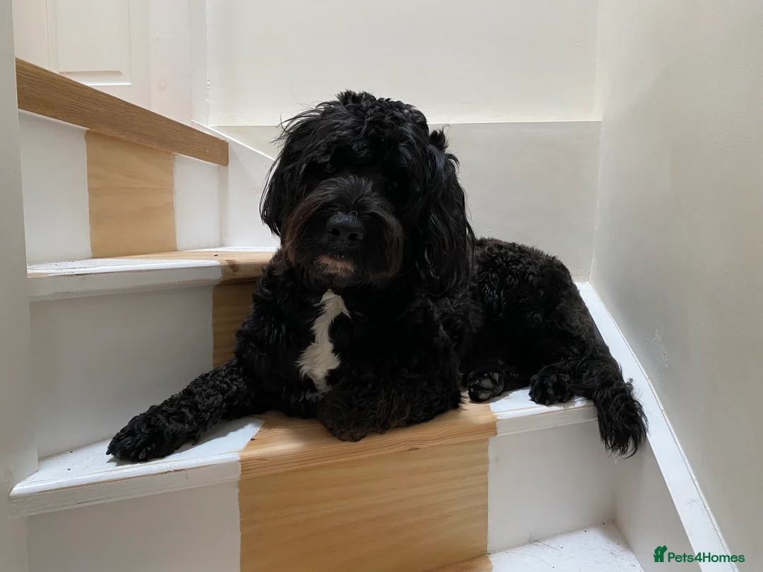 Portuguese Water Dog dogs for stud: Stud muffin lookin for lovin in Cambridge - Advert 10