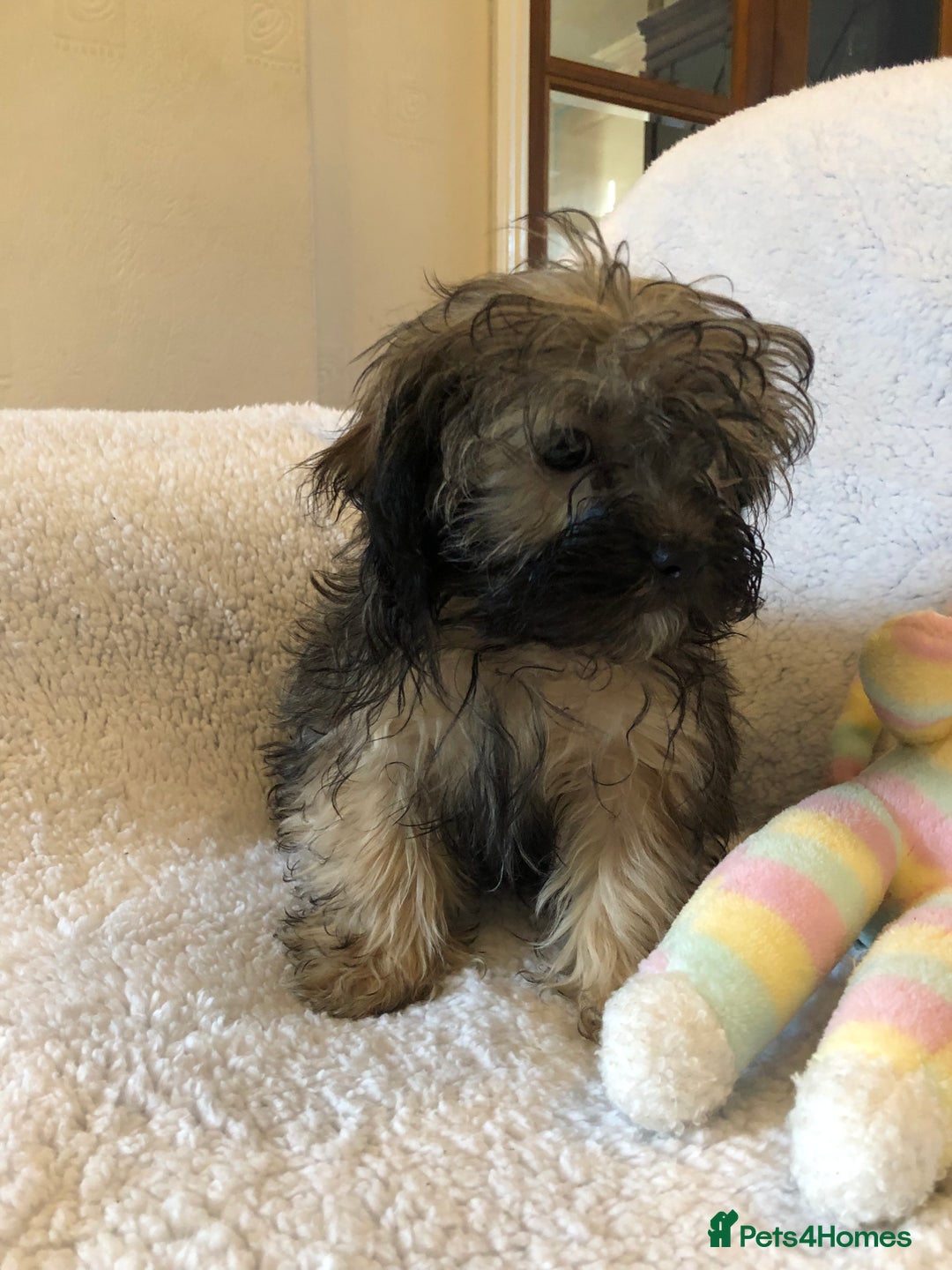 Shihpoo dogs for sale: shihpoo puppies for sale  - Advert 6