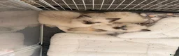 Ragdoll cats for sale: 2 adorable female sealpoint kittens - Advert 2
