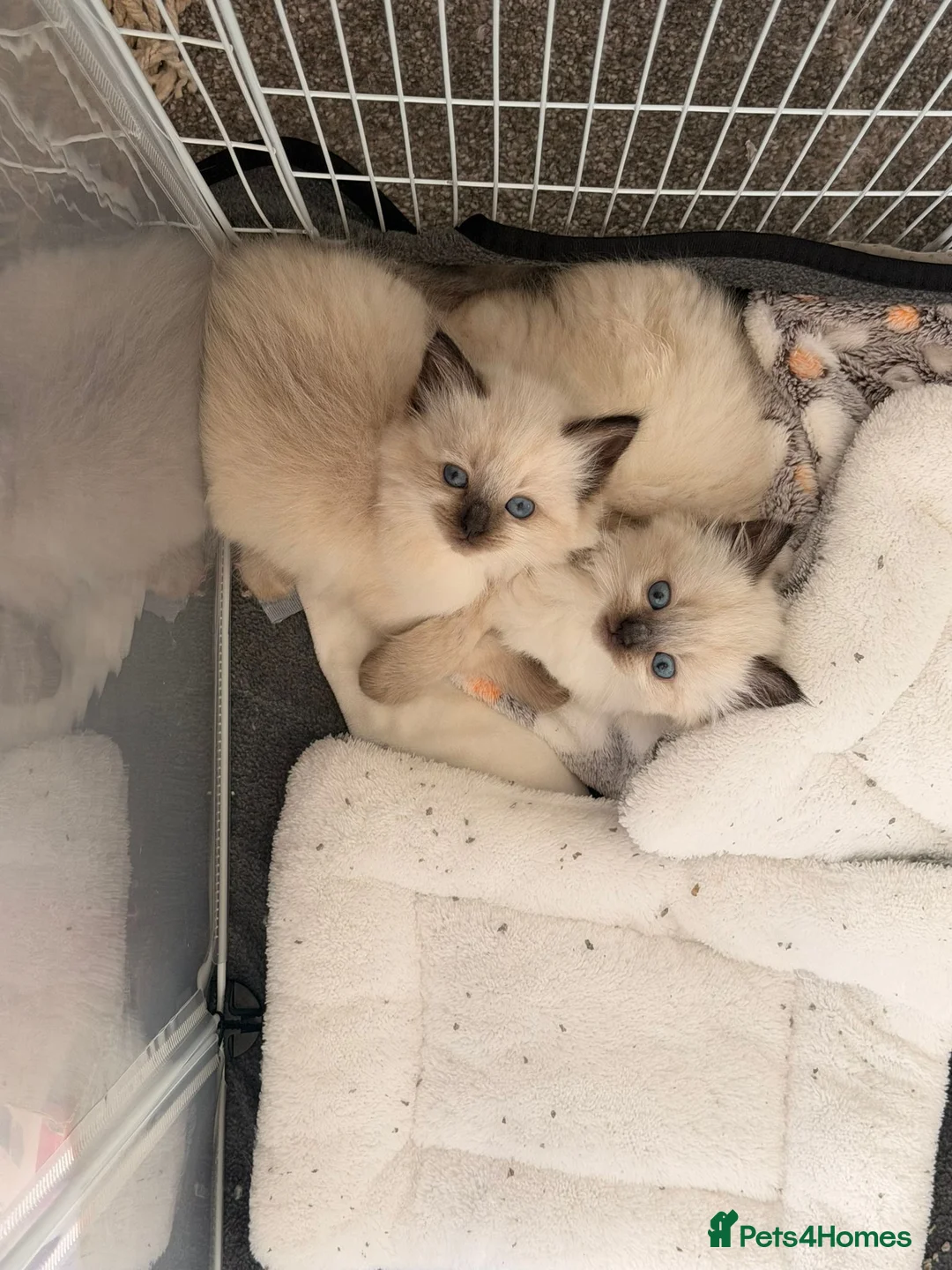Ragdoll cats for sale: 2 adorable female sealpoint kittens - Advert 2