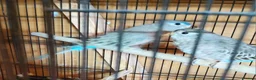 Parakeets birds for sale: Bourke parakeets pair  - Advert 8