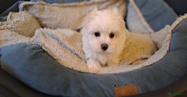 Maltese dogs - Advert 11