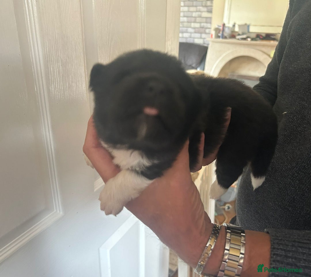 Akita dogs for sale:  ⭐ READY NOW adorable chunky A/AKITAS - Image 9