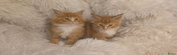 Maine Coon cats for sale: Rare red and white bicolor lMaincoon ready now  - Advert 38