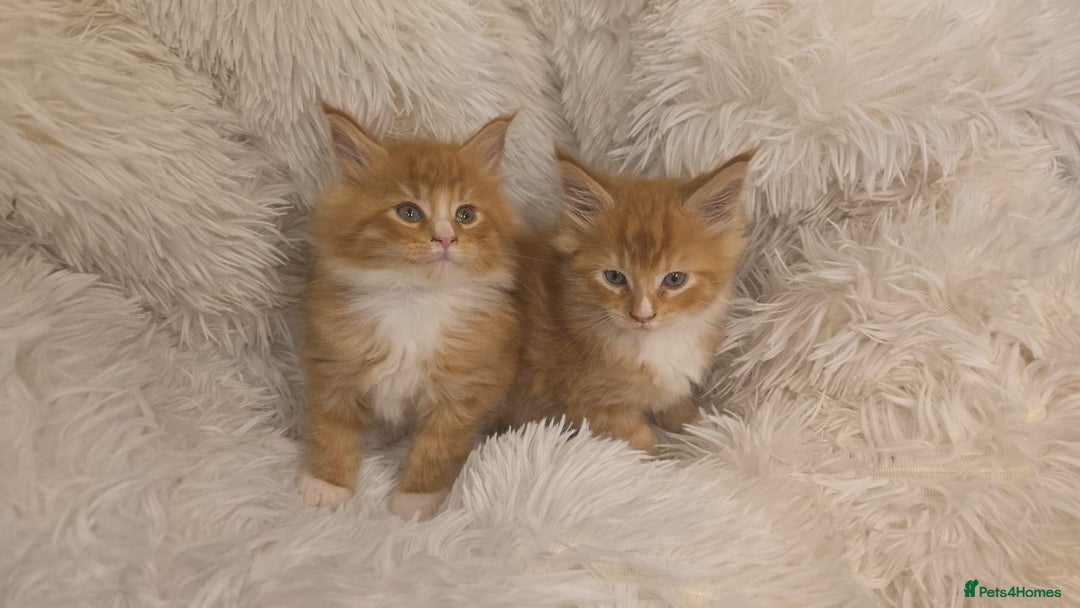 Maine Coon cats for sale: Rare red and white bicolor lMaincoon ready now  - Advert 38