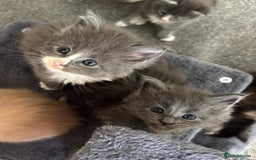Maine Coon cats for sale: Beautiful RARE coloured Maine Coons - Image 20