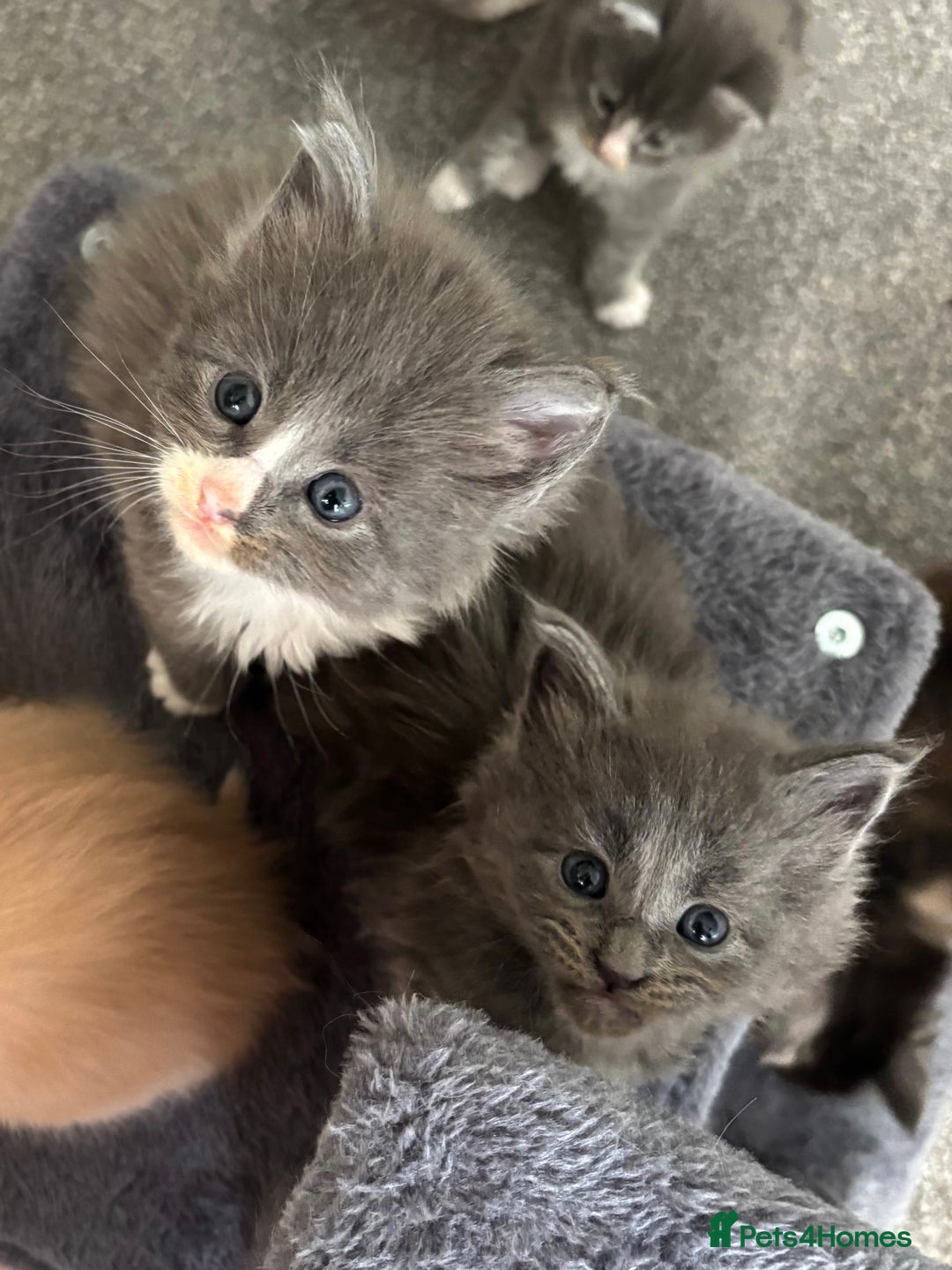 Maine Coon cats for sale: Beautiful RARE coloured Maine Coons - Image 20