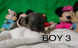 French Bulldog dogs for sale: Beautiful KC registered french bulldog puppies  - Image 13