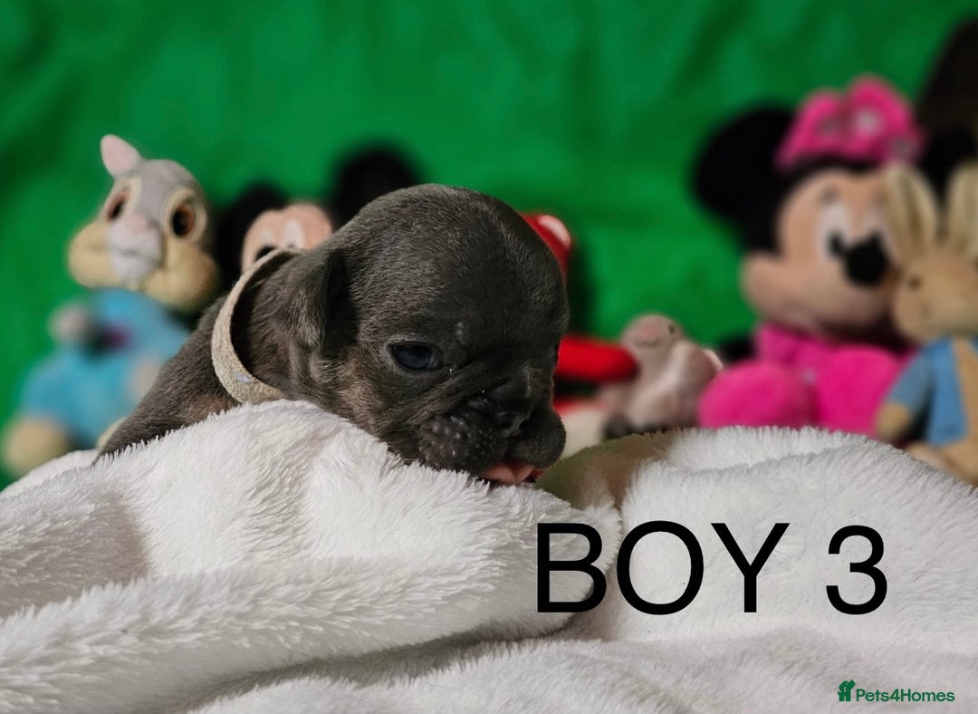 French Bulldog dogs for sale: Beautiful KC registered french bulldog puppies  - Image 13