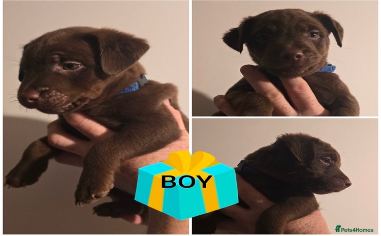 Patterdale Terrier dogs - Advert 1