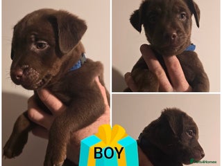 Patterdale Terrier dogs - Advert 1