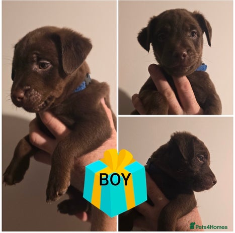 Patterdale Terrier dogs - Advert 1