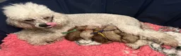 Miniature Poodle dogs for sale: Miniature Poodles - Advert 2