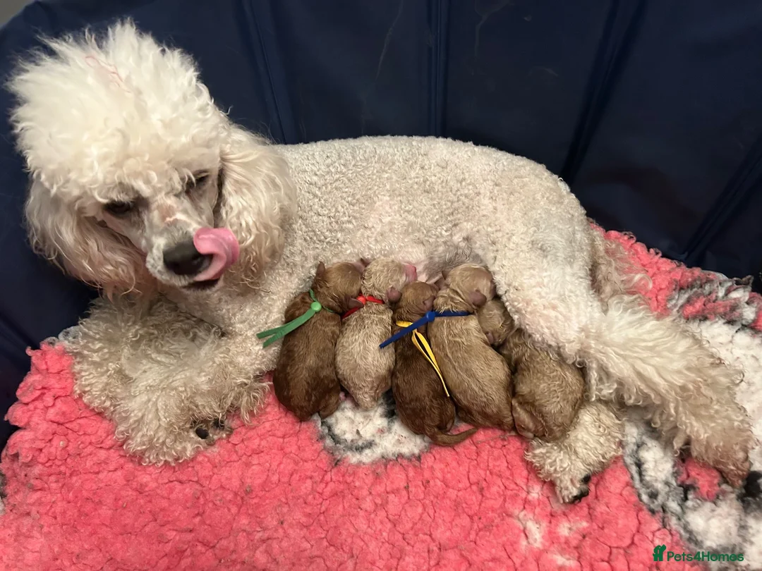 Miniature Poodle dogs for sale: Miniature Poodles - Advert 2