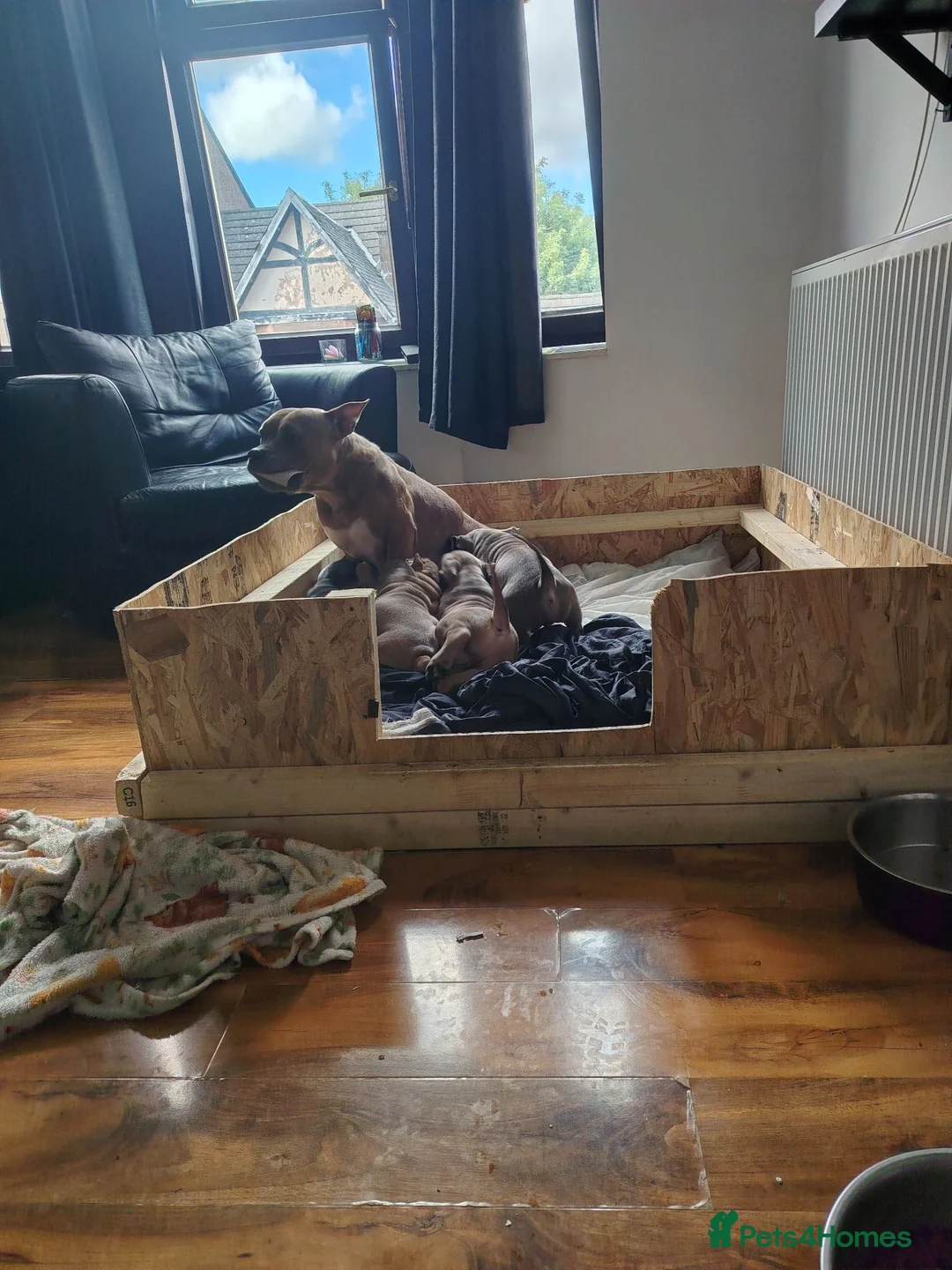 American Bully dogs for sale: Pocket bullies top class bloodlines  - Advert 2