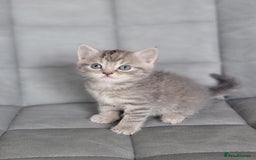 Scottish Fold cats for sale: Healthy and beautiful Scottish fold kittens - Image 12