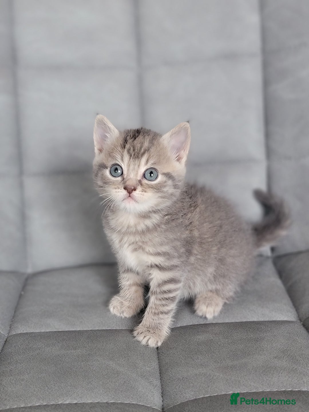 Scottish Fold cats for sale: Healthy and beautiful Scottish fold kittens - Image 12