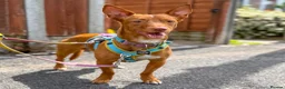 Mixed Breed dogs for adoption: Shadow - Podenco Maneto  in Birmingham - Advert 2