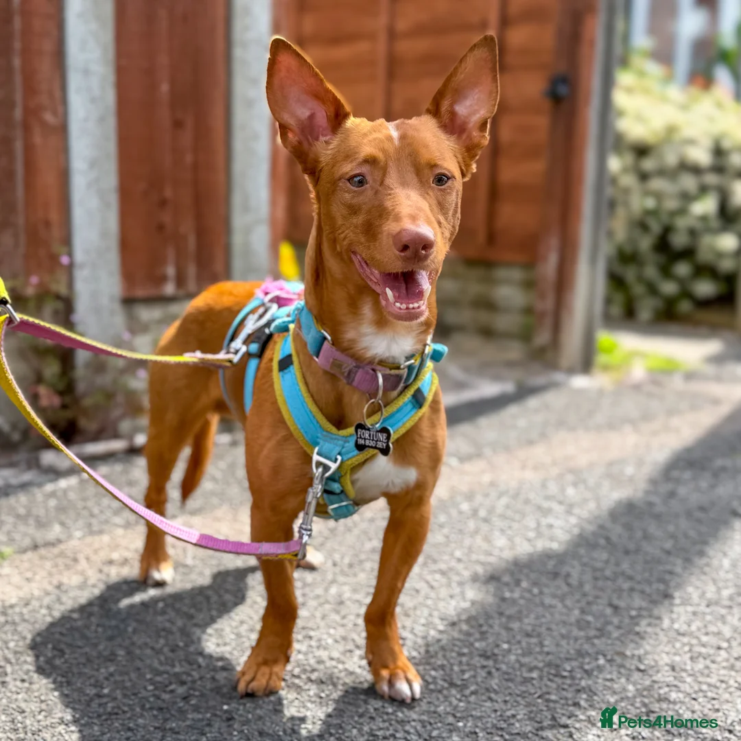Mixed Breed dogs for adoption: Shadow - Podenco Maneto  in Birmingham - Advert 2