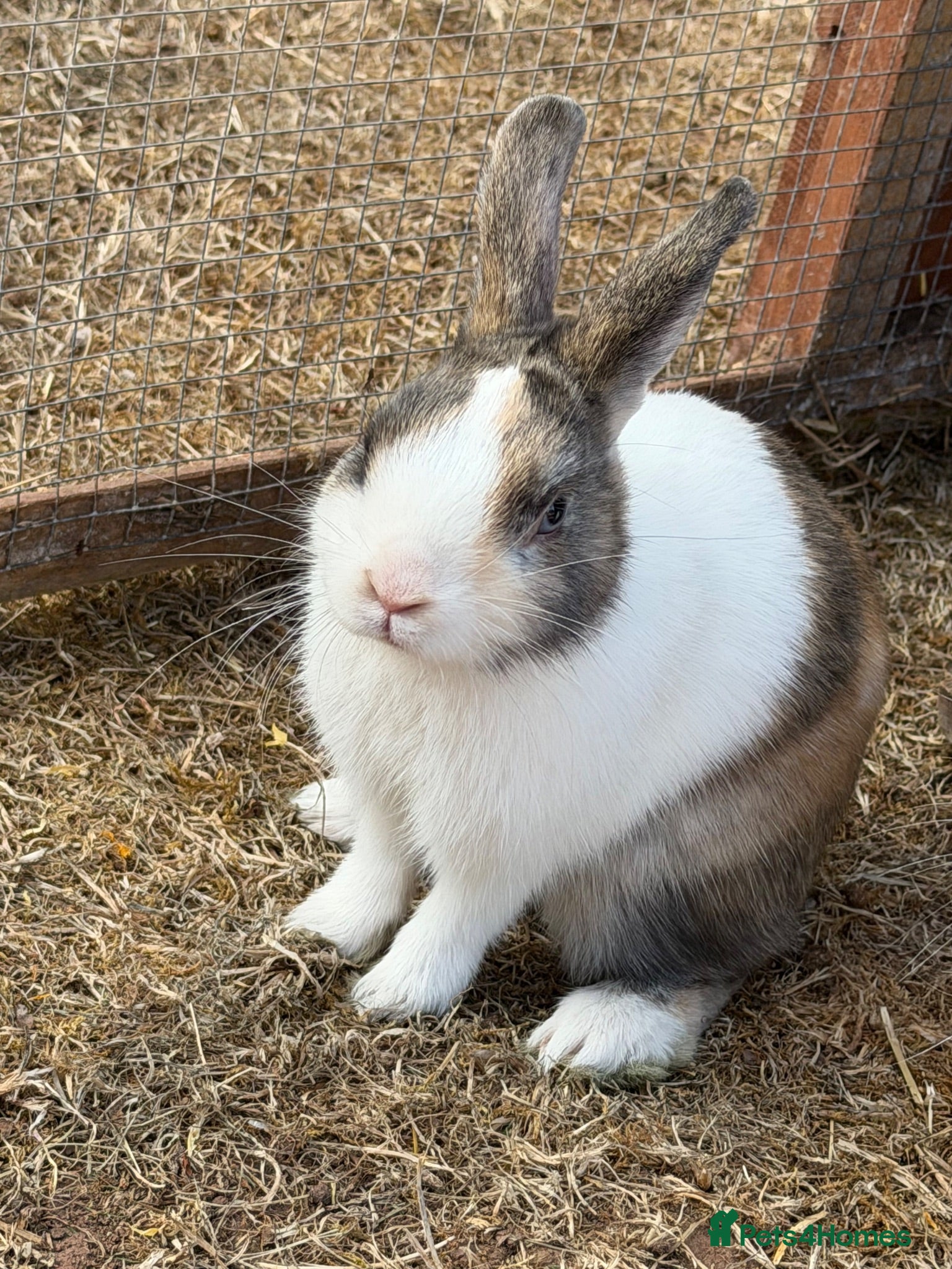 Mixed Breed rabbits 2 males mini Lop x  - Advert 1