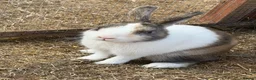 Mixed Breed rabbits for sale: 2 males mini Lop x  in Cullompton - Advert 1