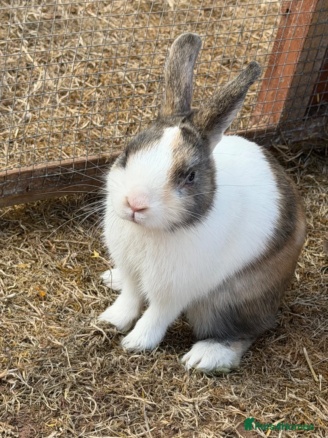 Mixed Breed rabbits for sale: 2 males mini Lop x  in Cullompton - Advert 1