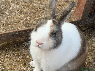 Mixed Breed rabbits 2 males mini Lop x - Advert 1