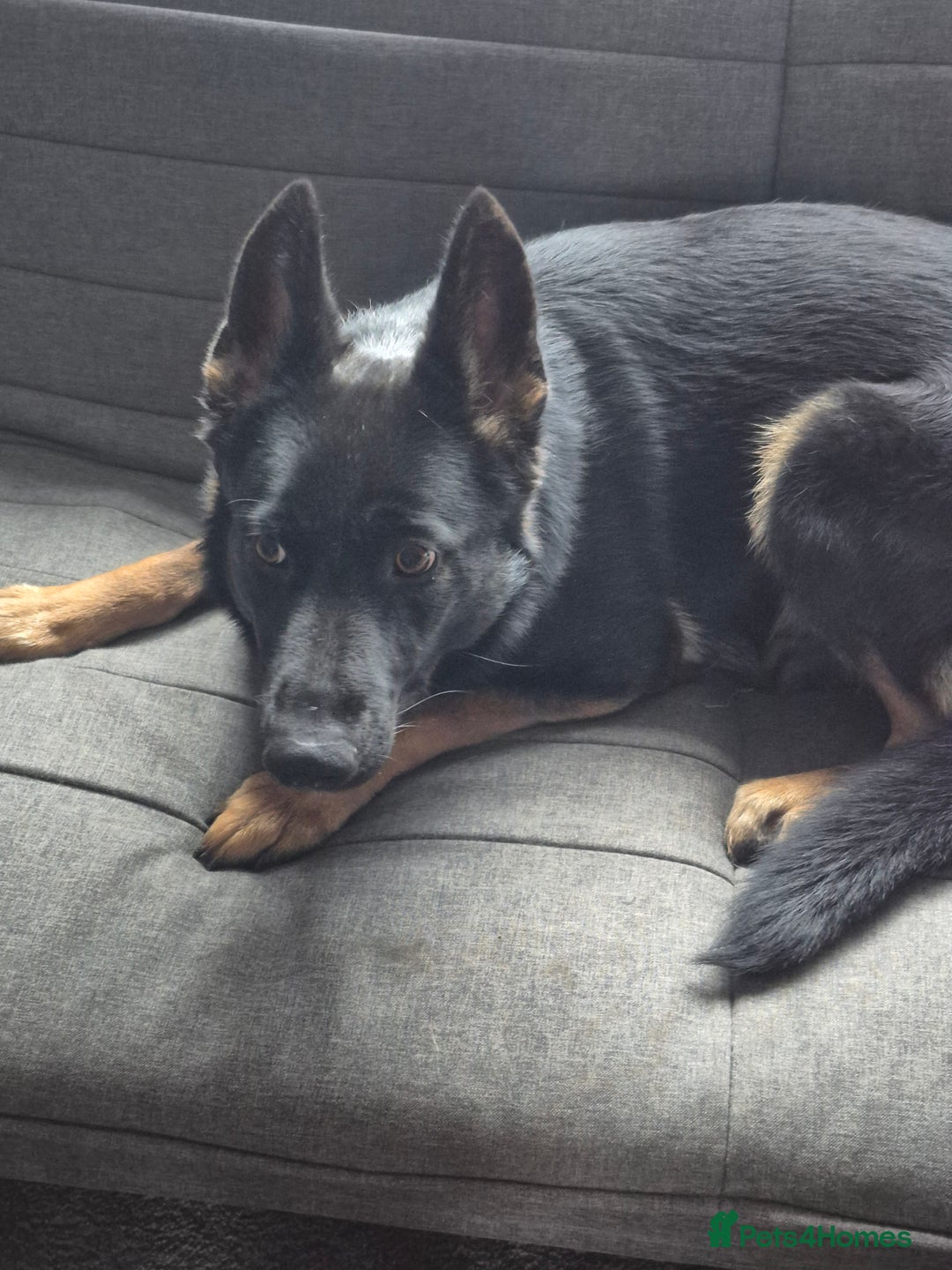 German Shepherd dogs for sale: Kc 5 generation pedigree German shepherd bitch - Image 4